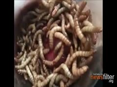 A man with worms and other insects all over his swelling schlong is seen in a naughty fetish movie clip.